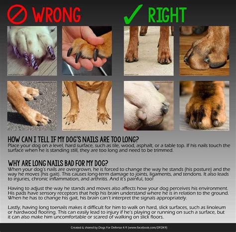 The No Fear Way To Trim Your Dogs Nails