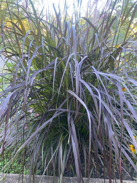 Buffelgrass Crimson Fountain Grass, Ornamental Grass Seeds, Grass Seeds