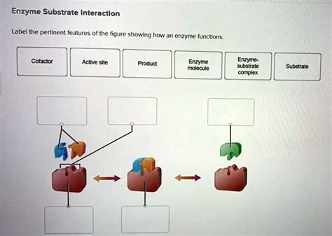 SOLVED Enzyme Substrate Interaction Label The Pertinent Features Of