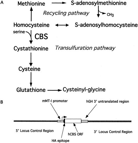 Modulation of Cystathionine β Synthase Level Regulates Total Serum