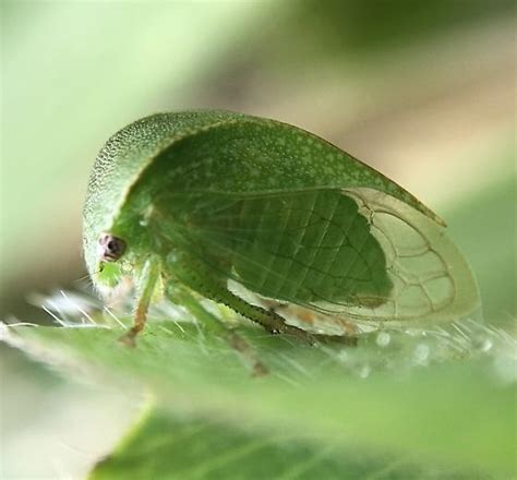 Spissistilus Festinus BugGuide Net