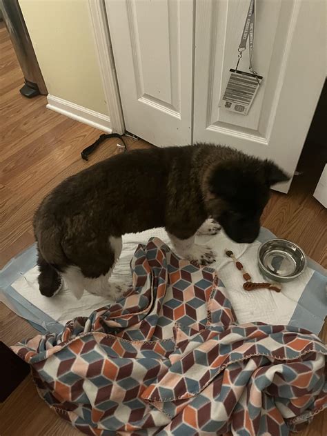 14 weeks old and about 14 legs by the looks of it. : r/Bullmastiff
