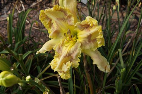 CRON271 – Ladybug Daylilies