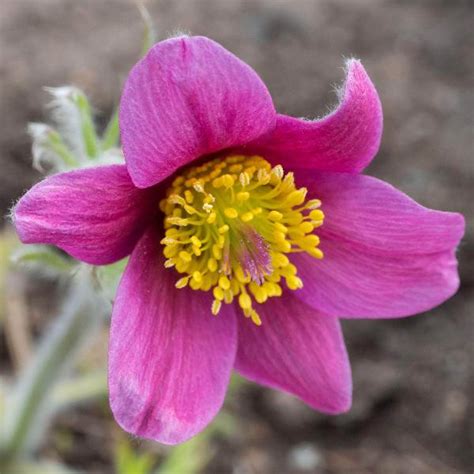 Anemone Multifida Rubra Elegant Red Blooms Acqua Garden Acquagarden