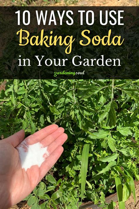 10 Ways To Use Baking Soda In Your Garden Baking Soda Frugal