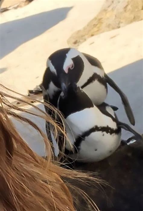 Womans P P Perfect Beach Selfie Ruined By Two Randy Penguins Having Sex In The Background The