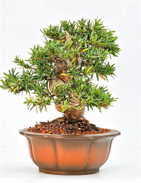 Bonsai Eibe Taxus Shohin 18cm SW11557