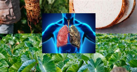 Taro Unraveled: The Hidden Power of This Ancient Root! - Dr. Barbara Health