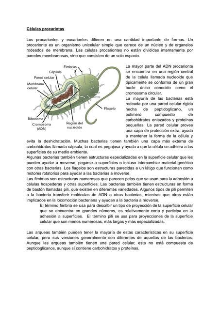 Células procariotas Chemnotes by DM uDocz