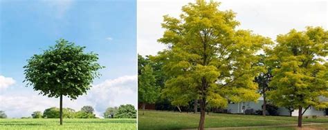 A Espetacular Robinia Pseudoacacia Falsa Ac Cia Noticias De Jardim