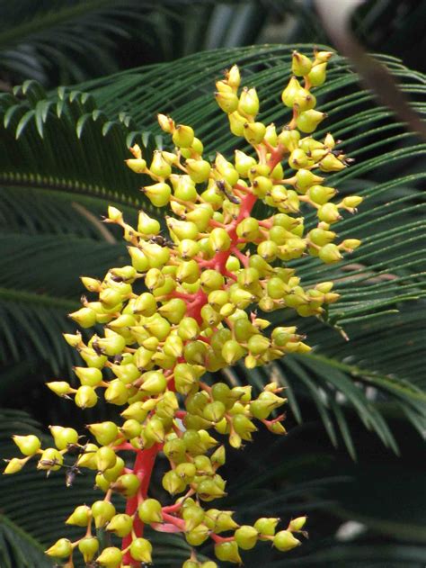 Coral berry (Aechmea ramosa) - All You Need To Know - Ispru.