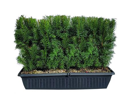 Buy Taxus X Media Hicksii Hicks Yew Minihedge Conifer Kingdom