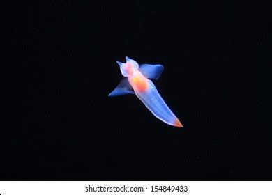 Naked Sea Butterfly Sea Angel Common Stock Photo Shutterstock