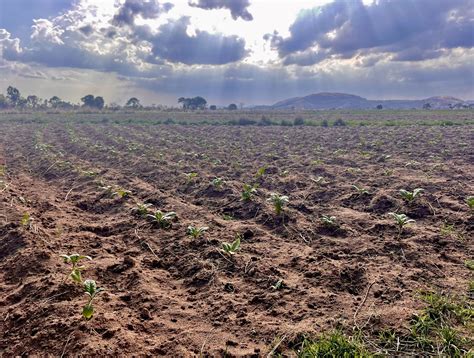 Land Reform and Agrarian Change in Zimbabwe - Zimbabwe Situation