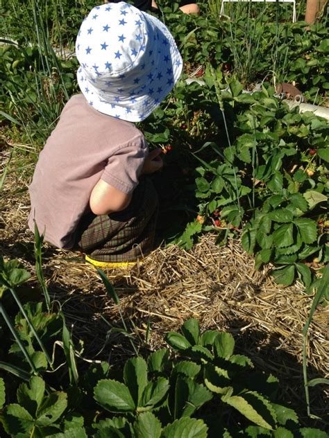 Elsie Marley Blog Archive Summer Journal Strawberry Picking