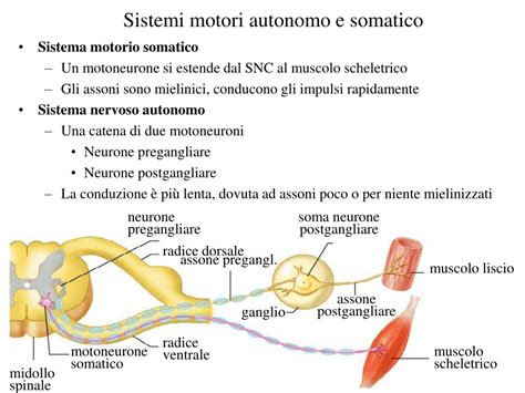 Ppt Il Sistema Nervoso Autonomo Powerpoint Presentation Free