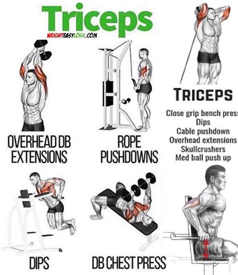 triceps pushdown - WeightEasyLoss.com - Fitness & Bodybuilding ...