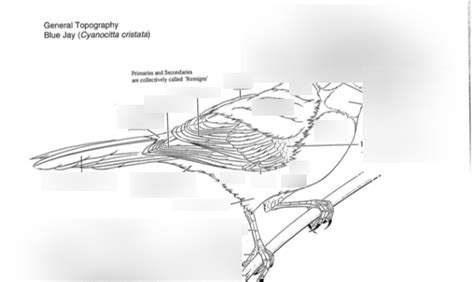 Ornithology General Anatomy Diagram Quizlet