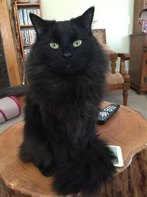 Black Siberian Forest Cat