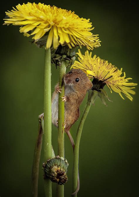 Mouse Sleeping In Flower Jeanett Mock