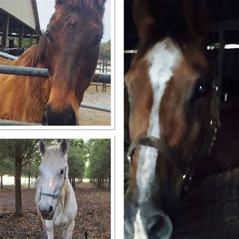 Beastly Beauties Horse Farm Animal Rescue | Wimauma FL