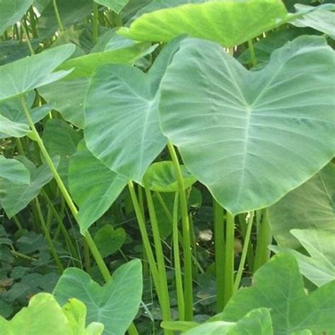 Jual jual daun talas beneng / talas dayur fresh - Kab. Pangandaran ...