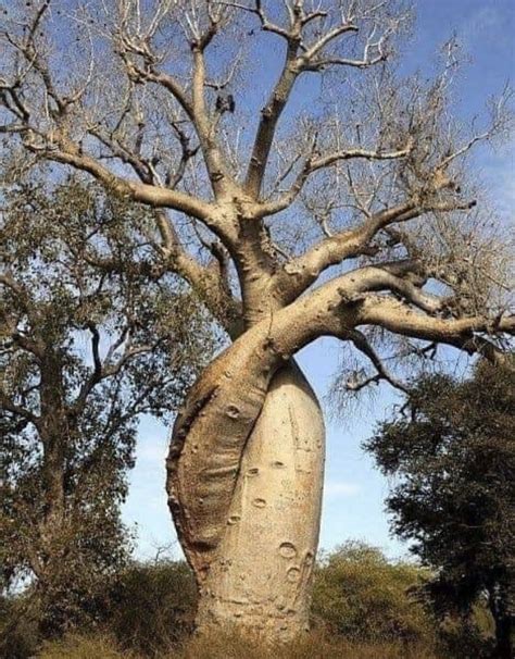 Пауло санто (Много фото) - treepics.ru