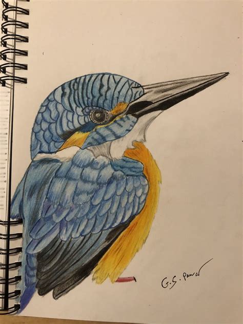 Coloured Pencil Drawing Of A Kingfisher Colored Pencil Drawing