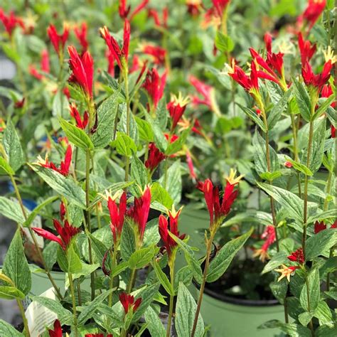 Spigelia Marilandica Little Redhead Indian Pink From Saunders Brothers Inc