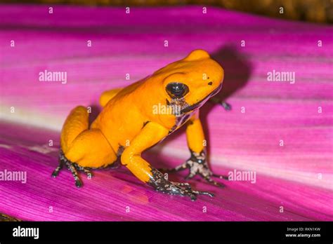 Golden Poison Frog Phyllobates Terribilis Orange Black Foot