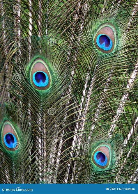 Peacock Feathers Stock Photography | CartoonDealer.com #2521142