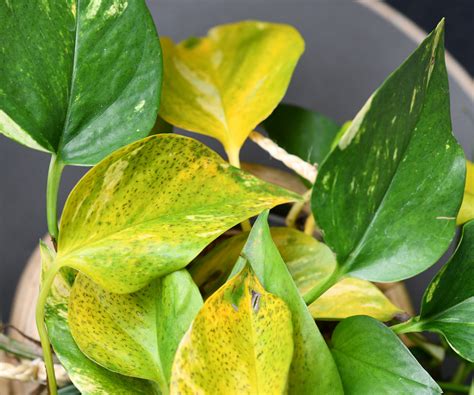 Why is my golden pothos turning yellow? Expert advice | Homes and Gardens
