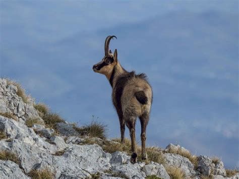 Camoscio | Parco Nazionale del Gran Sasso e Monti della Laga