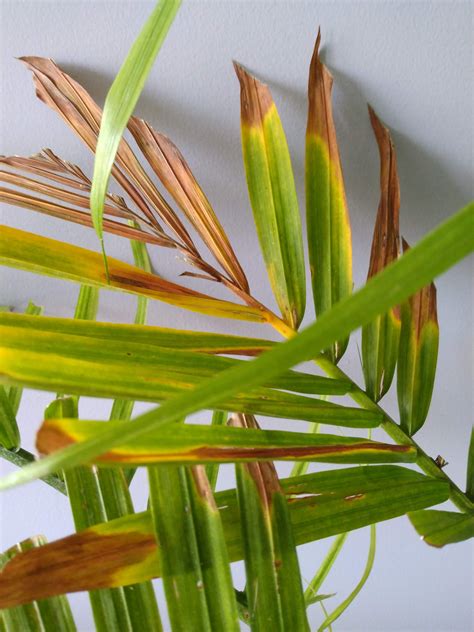 majesty palm leaves are browning, is this a cause for concern? : r