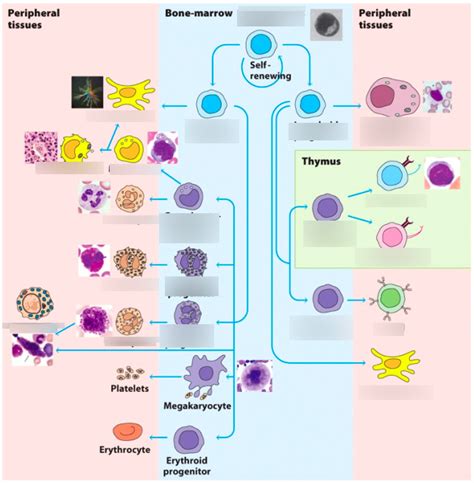 diagram  cell lineage quizlet