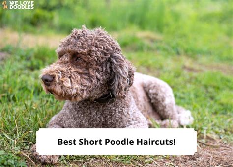 Toy Poodle Cut