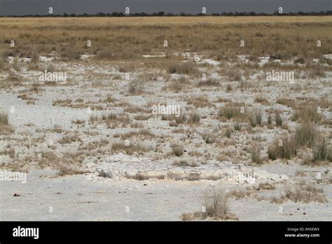 the etosha salt pan in namibia Stock Photo - Alamy