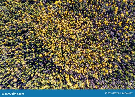 Aerial Drone View Over Autumn Forest Colorful Trees In The Wood