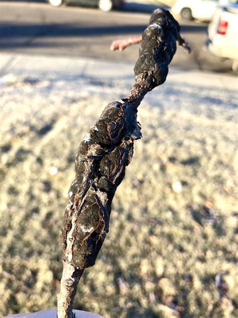 black knot fungus vs chaga 5