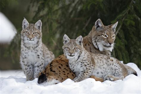 9 animais selvagens que você precisa conhecer - Mundo Inverso
