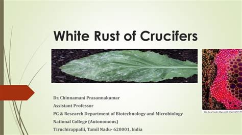 White Rust Of Crucifers Ppt