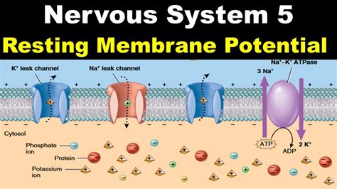 Nervous System 5 Resting Membrane Potential RMP Development Of