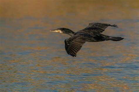 Premium Photo The Great Cormorant Phalacrocorax Carbo Known As The