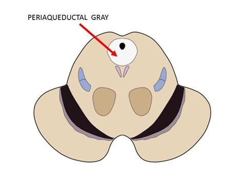 Know Your Brain Periaqueductal Gray Neuroscientifically Challenged