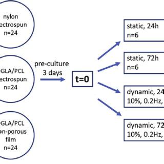 Experimental design: fibroblasts from POP-patients were pre-cultured on ...