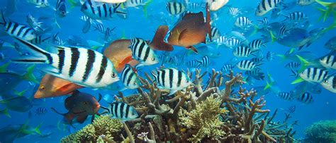 coral reef endangered animals