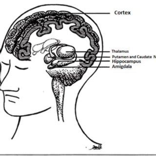 Schematic drawing of the main brain structures related to memory ...