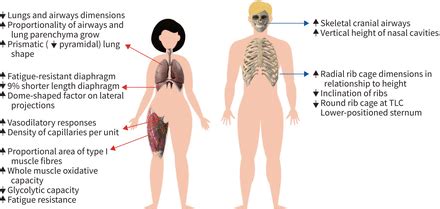Sex And Gender In Respiratory Physiology European Respiratory Society