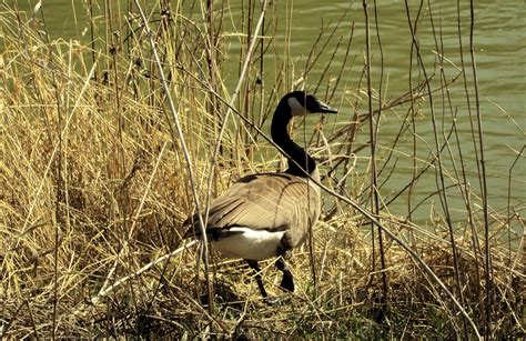 Canadien Goose Birds Geese Nature Hd Wallpaper Peakpx