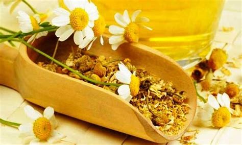 Отвар ромашки - от чего помогает, показания к применению